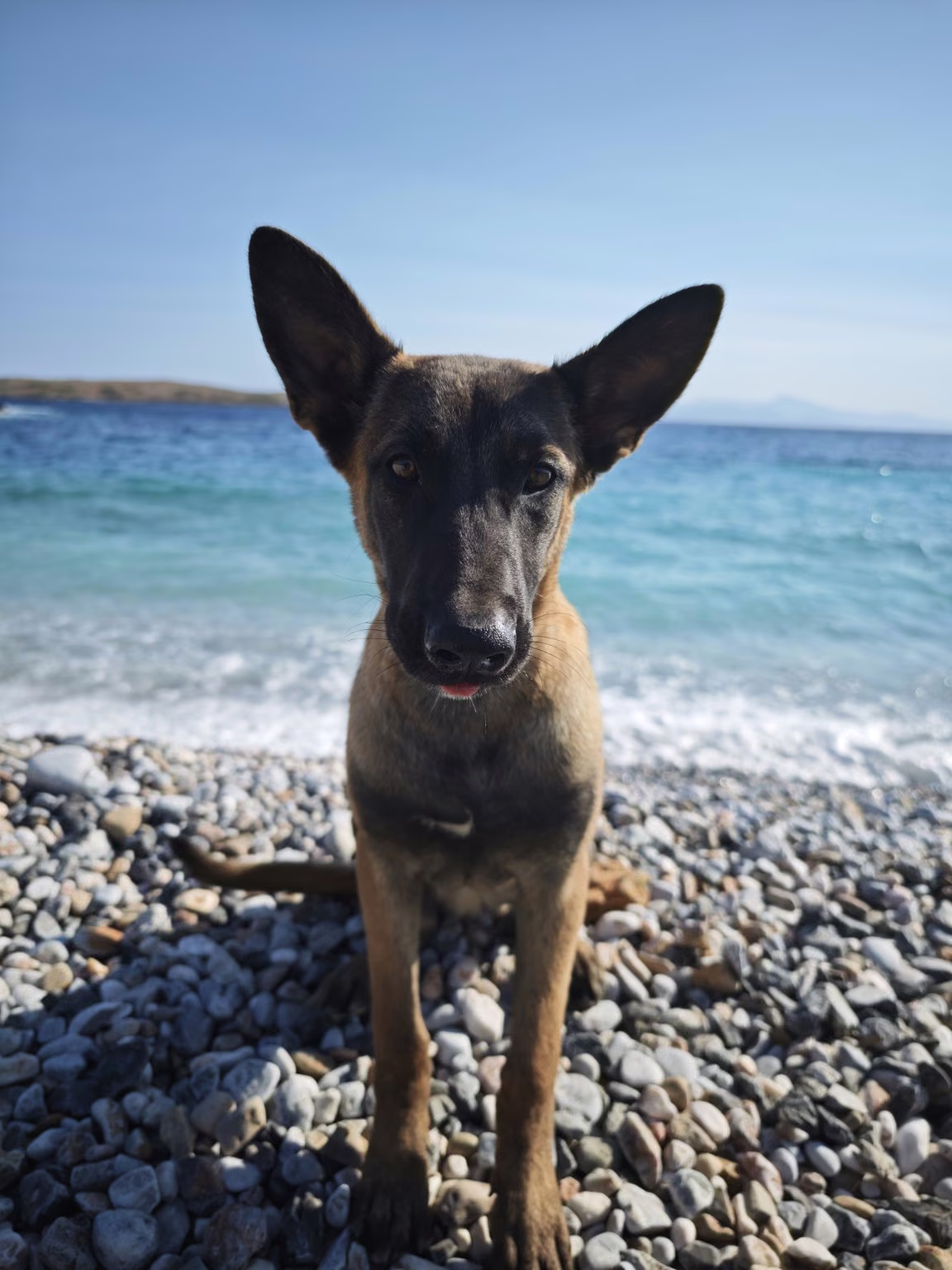 Bobo, Belgian Malinois protection dog in development
