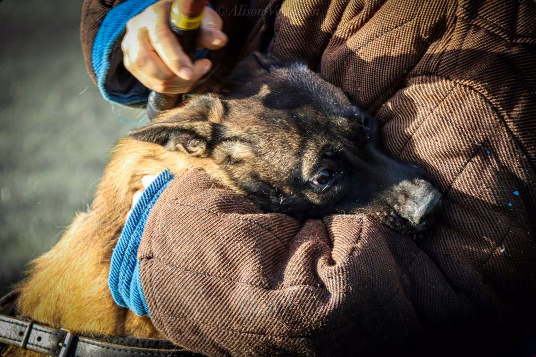Advanced Malinois protection dog scenario training