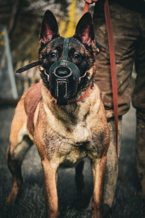 Belgian Malinois protection dog in training