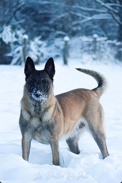 Belgian Malinois security dog showing alertness