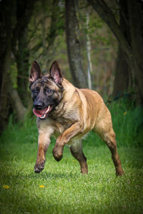 Trained Belgian Malinois protection dog with family