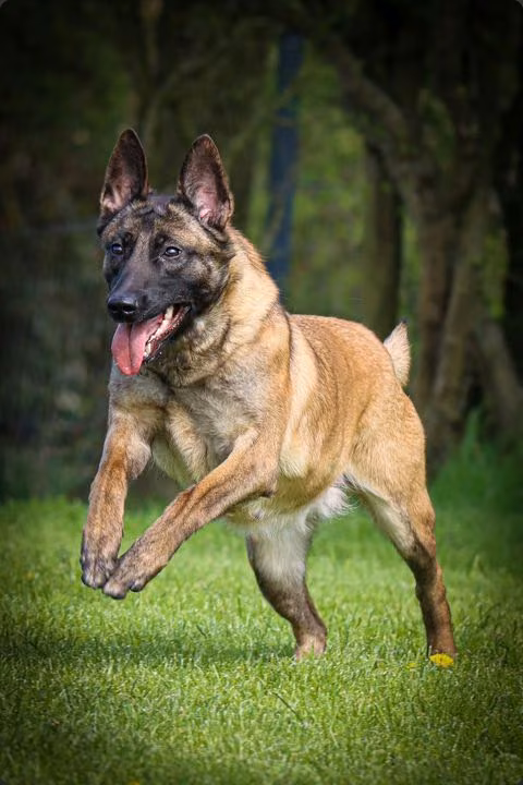 Trained Malinois protection dog handler integration